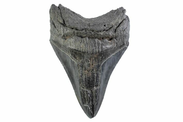 Fossil Megalodon Tooth - South Carolina #332331